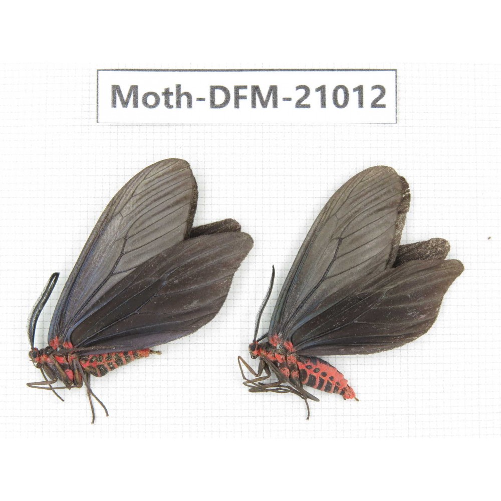 Day flying moths sp. China, Jiangsu, Wuxi.  2Pcs. Moth-DFM-21012.