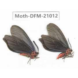 Day flying moths sp. China, Jiangsu, Wuxi.  2Pcs. Moth-DFM-21012.