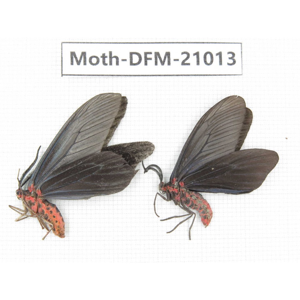 Day flying moths sp. China, Jiangsu, Wuxi.  2Pcs. Moth-DFM-21013.