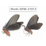 Day flying moths sp. China, Jiangsu, Wuxi.  2Pcs. Moth-DFM-21013.