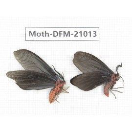 Day flying moths sp. China, Jiangsu, Wuxi.  2Pcs. Moth-DFM-21013.