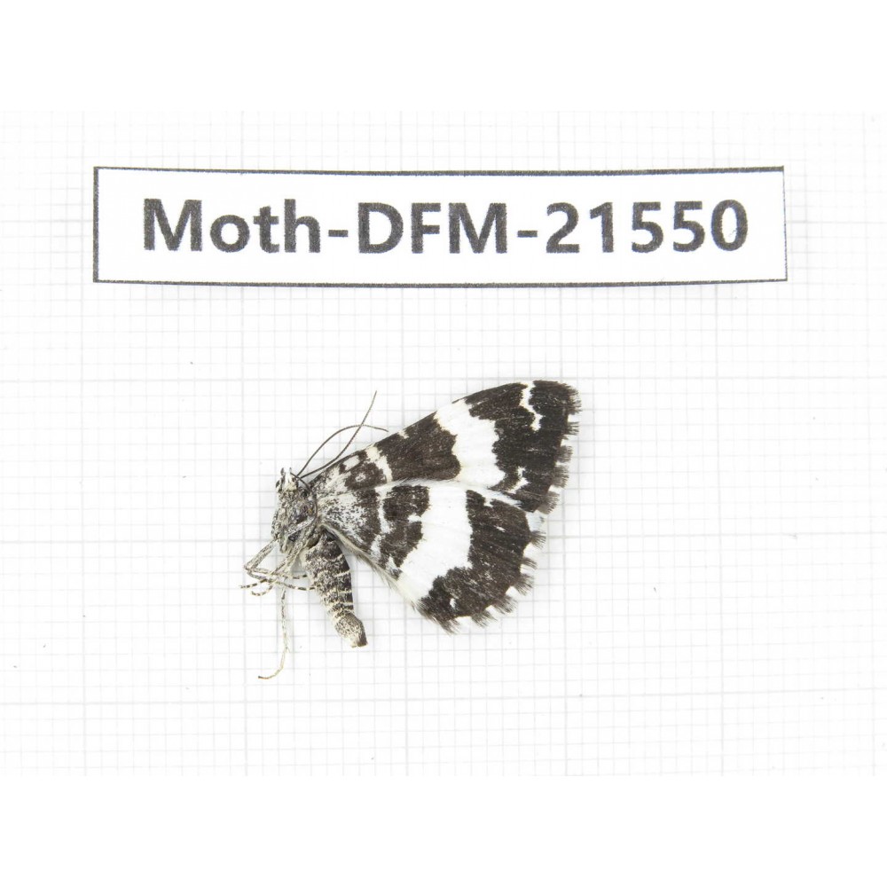 Day flying moths sp. China, W of Sichuan, Batang (Tibet border). 1Pcs. Moth-DFM-21550.