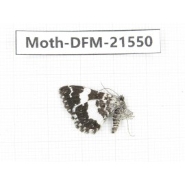 Day flying moths sp. China, W of Sichuan, Batang (Tibet border). 1Pcs. Moth-DFM-21550.