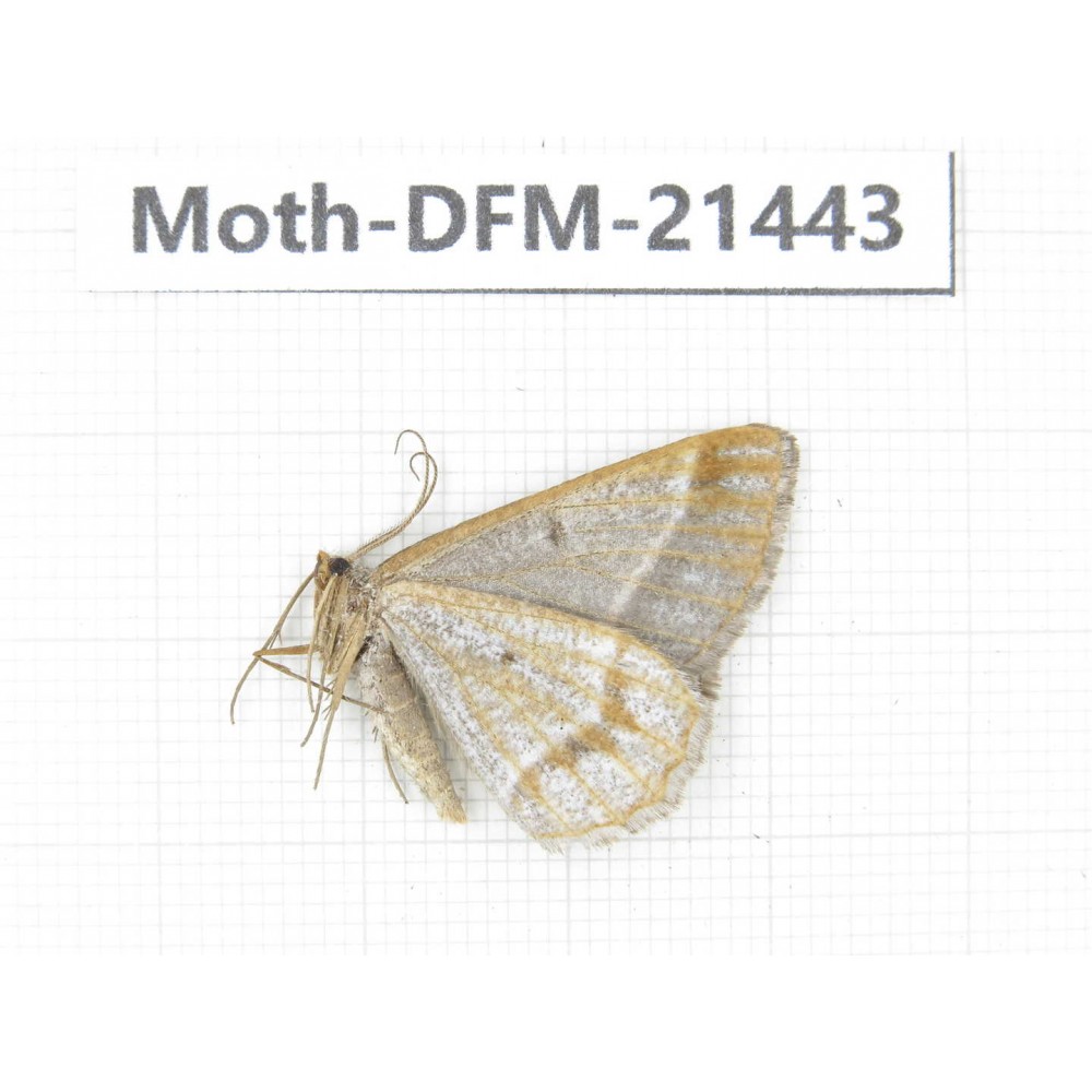 Day flying moths sp. China, Sichuan, Ganzi, Kangding, Mt.Zheduoshan. 1M. Moth-DFM-21443.