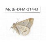 Day flying moths sp. China, Sichuan, Ganzi, Kangding, Mt.Zheduoshan. 1M. Moth-DFM-21443.