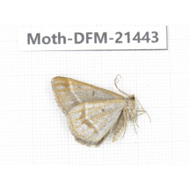 Day flying moths sp. China, Sichuan, Ganzi, Kangding, Mt.Zheduoshan. 1M. Moth-DFM-21443.