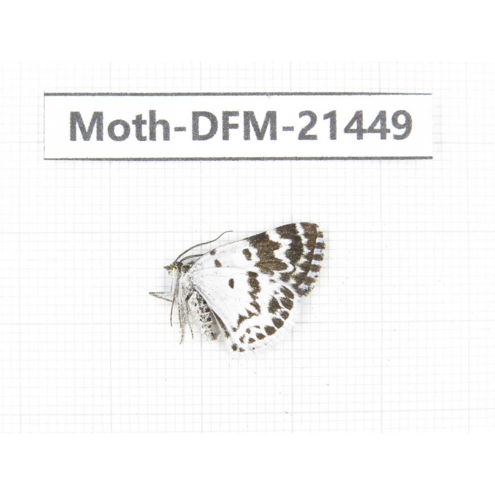 Day flying moths sp. China, Sichuan, Ganzi, Kangding, Mt.Zheduoshan. 1Pcs. Moth-DFM-21449.