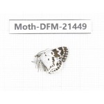 Day flying moths sp. China, Sichuan, Ganzi, Kangding, Mt.Zheduoshan. 1Pcs. Moth-DFM-21449.