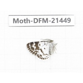 Day flying moths sp. China, Sichuan, Ganzi, Kangding, Mt.Zheduoshan. 1Pcs. Moth-DFM-21449.