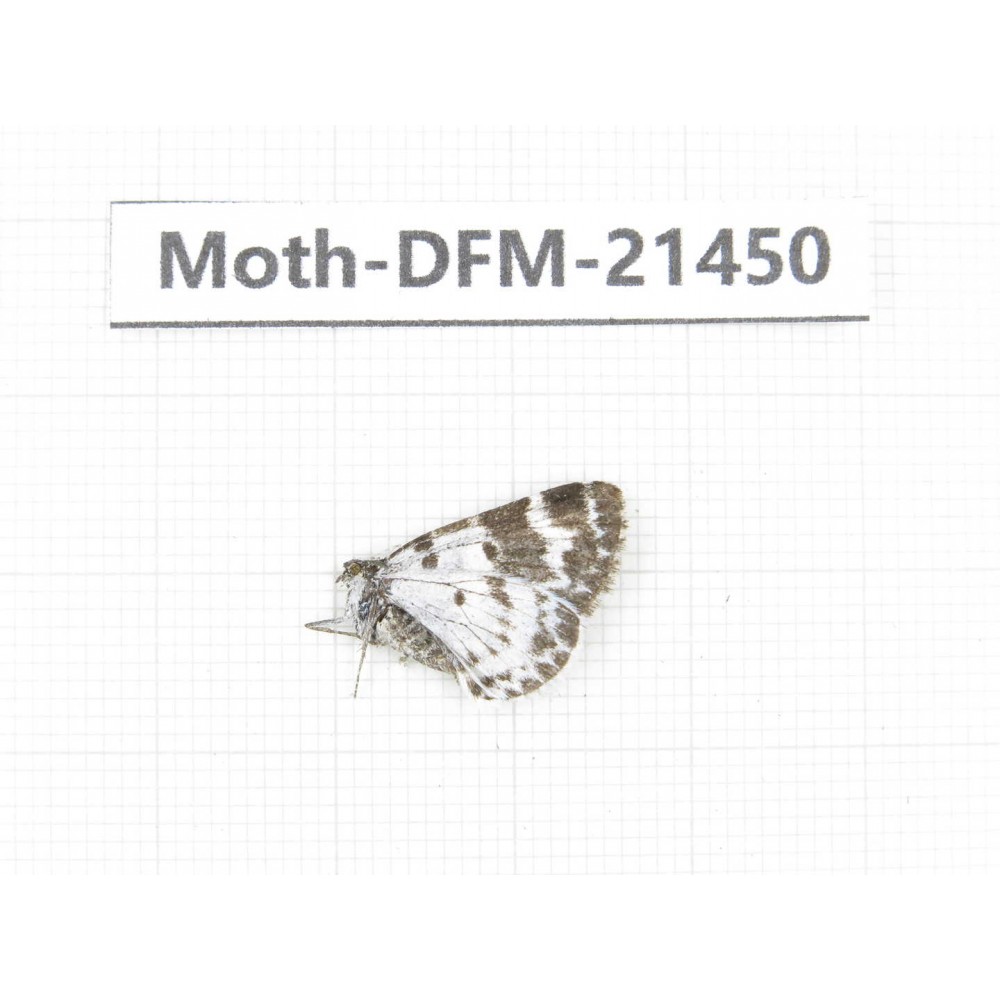 Day flying moths sp. China, Sichuan, Ganzi, Kangding, Mt.Zheduoshan. 1Pcs. Moth-DFM-21450.