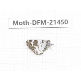 Day flying moths sp. China, Sichuan, Ganzi, Kangding, Mt.Zheduoshan. 1Pcs. Moth-DFM-21450.