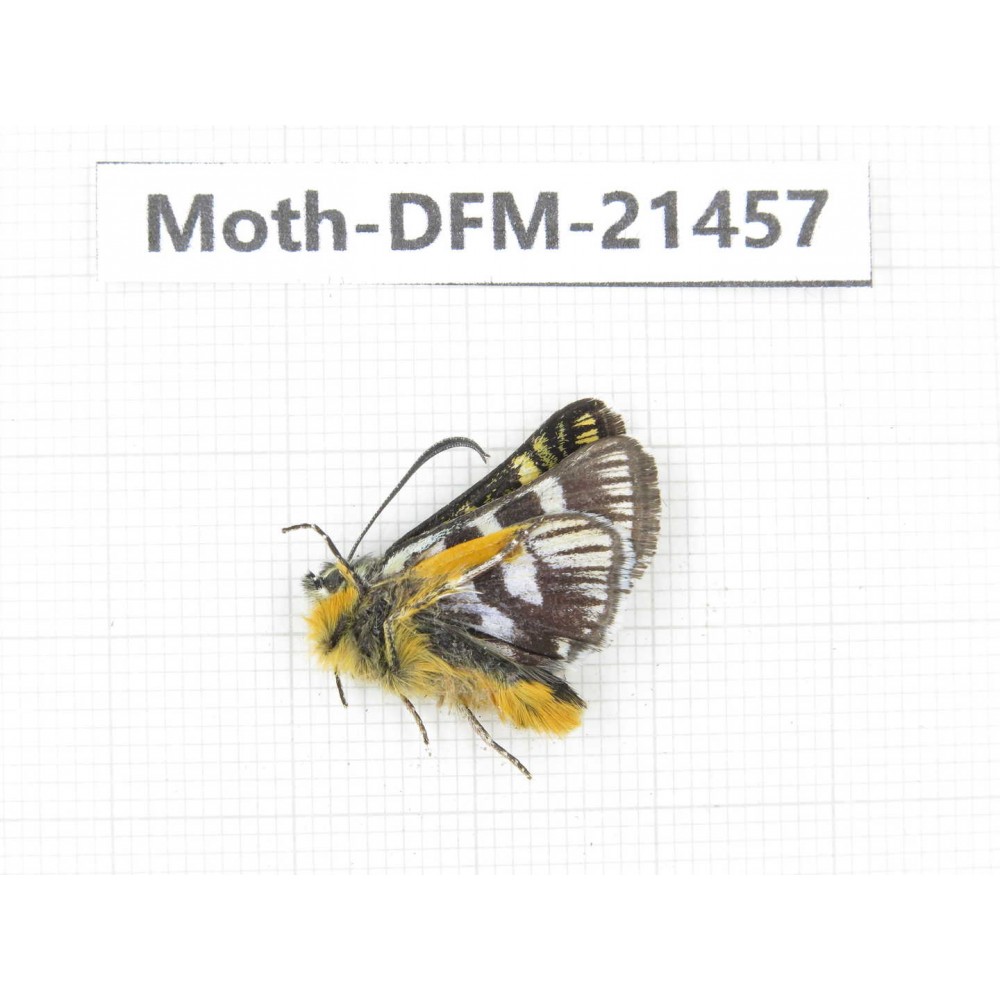 Day flying moths sp. China, Sichuan, Ganzi, Kangding, Mt.Zheduoshan. 1Pcs. Moth-DFM-21457.