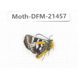 Day flying moths sp. China, Sichuan, Ganzi, Kangding, Mt.Zheduoshan. 1Pcs. Moth-DFM-21457.