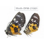 Day flying moths sp. China, Sichuan, Ganzi, Mt.Gonggashan. 2Pcs. Moth-DFM-21001.