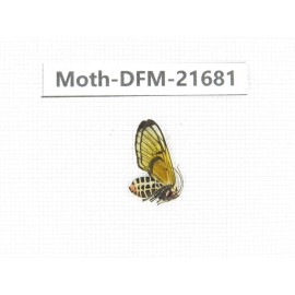 Day flying moths sp. China, Tibet, Linzhi, Milin county.1Pcs. Moth-DFM-21681.