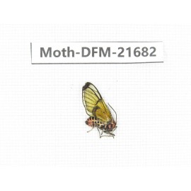 Day flying moths sp. China, Tibet, Linzhi, Milin county.1Pcs. Moth-DFM-21682.