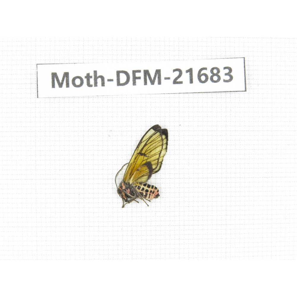 Day flying moths sp. China, Tibet, Linzhi, Milin county.1Pcs. Moth-DFM-21683.
