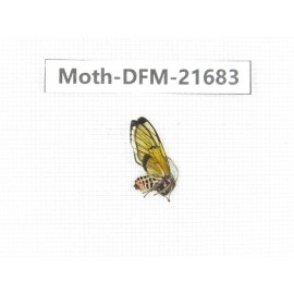 Day flying moths sp. China, Tibet, Linzhi, Milin county.1Pcs. Moth-DFM-21683.