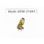 Day flying moths sp. China, Tibet, Linzhi, Milin county.1Pcs. Moth-DFM-21684.