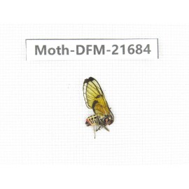 Day flying moths sp. China, Tibet, Linzhi, Milin county.1Pcs. Moth-DFM-21684.