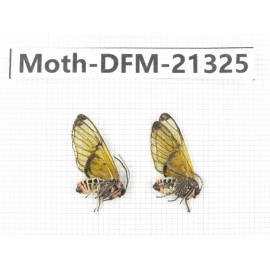 Day flying moths sp. China, Tibet, Linzhi, Mt.Serkyla. 1P. Moth-DFM-21325.