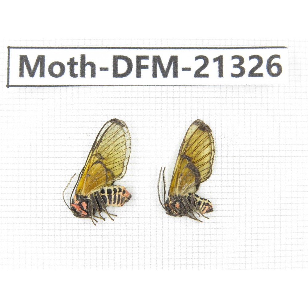 Day flying moths sp. China, Tibet, Linzhi, Mt.Serkyla. 2F. Moth-DFM-21326.
