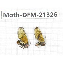 Day flying moths sp. China, Tibet, Linzhi, Mt.Serkyla. 2F. Moth-DFM-21326.