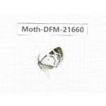 Day flying moths sp. China, Tibet, Qamdo, Mt.Zonglashan.1Pcs. Moth-DFM-21660.
