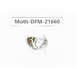 Day flying moths sp. China, Tibet, Qamdo, Mt.Zonglashan.1Pcs. Moth-DFM-21660.