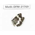 Day flying moths sp. China, Tibet, Qamdo, Mt.Zonglashan.1Pcs. Moth-DFM-21769.
