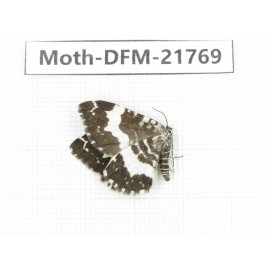 Day flying moths sp. China, Tibet, Qamdo, Mt.Zonglashan.1Pcs. Moth-DFM-21769.