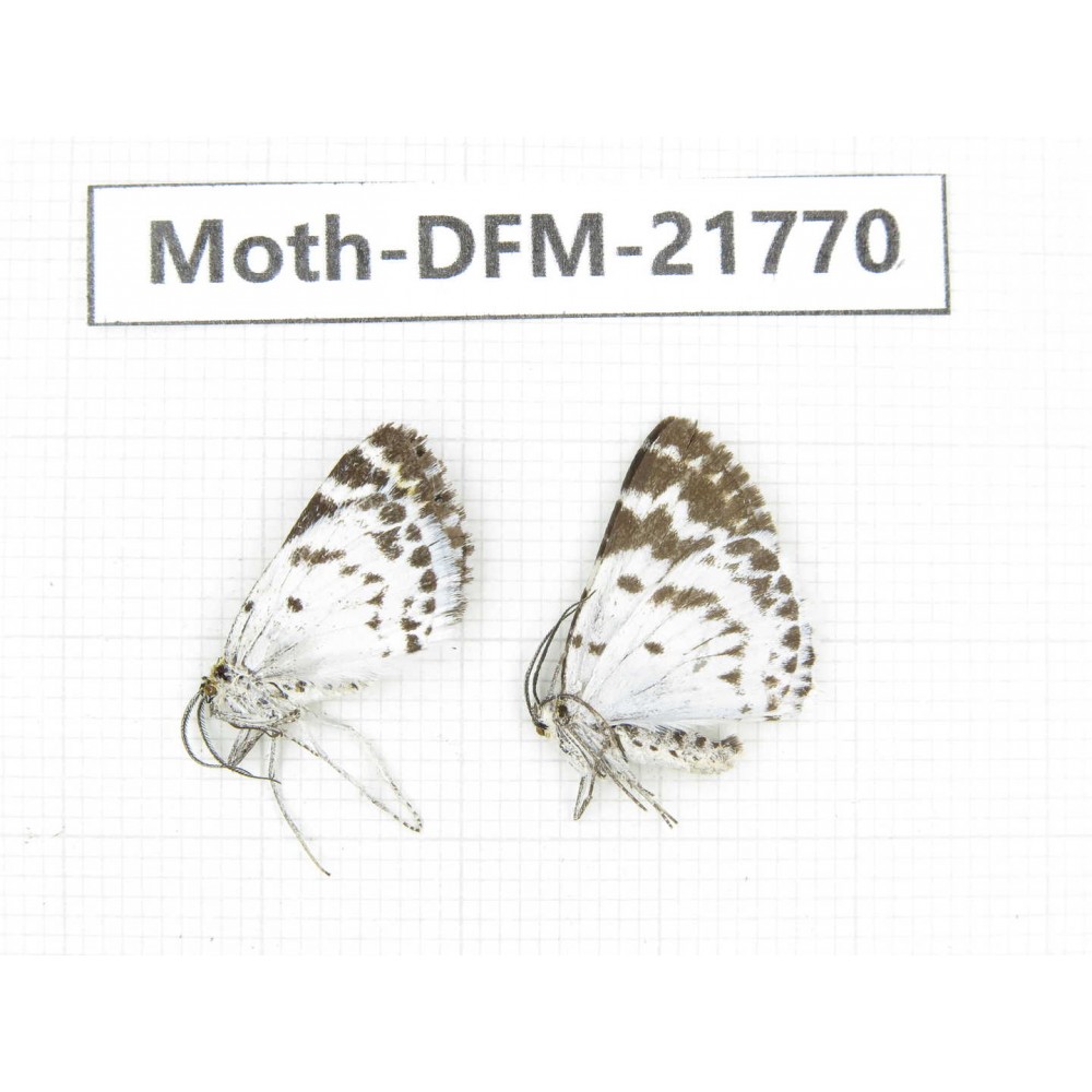 Day flying moths sp. China, Tibet, Qamdo, Mt.Zonglashan.2Pcs. Moth-DFM-21770.