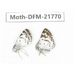 Day flying moths sp. China, Tibet, Qamdo, Mt.Zonglashan.2Pcs. Moth-DFM-21770.