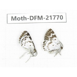 Day flying moths sp. China, Tibet, Qamdo, Mt.Zonglashan.2Pcs. Moth-DFM-21770.