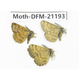 Day flying moths sp. China, Xinjiang, Buerjin county, Hemu. 3Pcs. Moth-DFM-21193.