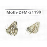 Day flying moths sp. China, Xinjiang, Buerjin county, Hemu. 2Pcs. Moth-DFM-21198.