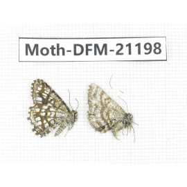 Day flying moths sp. China, Xinjiang, Buerjin county, Hemu. 2Pcs. Moth-DFM-21198.