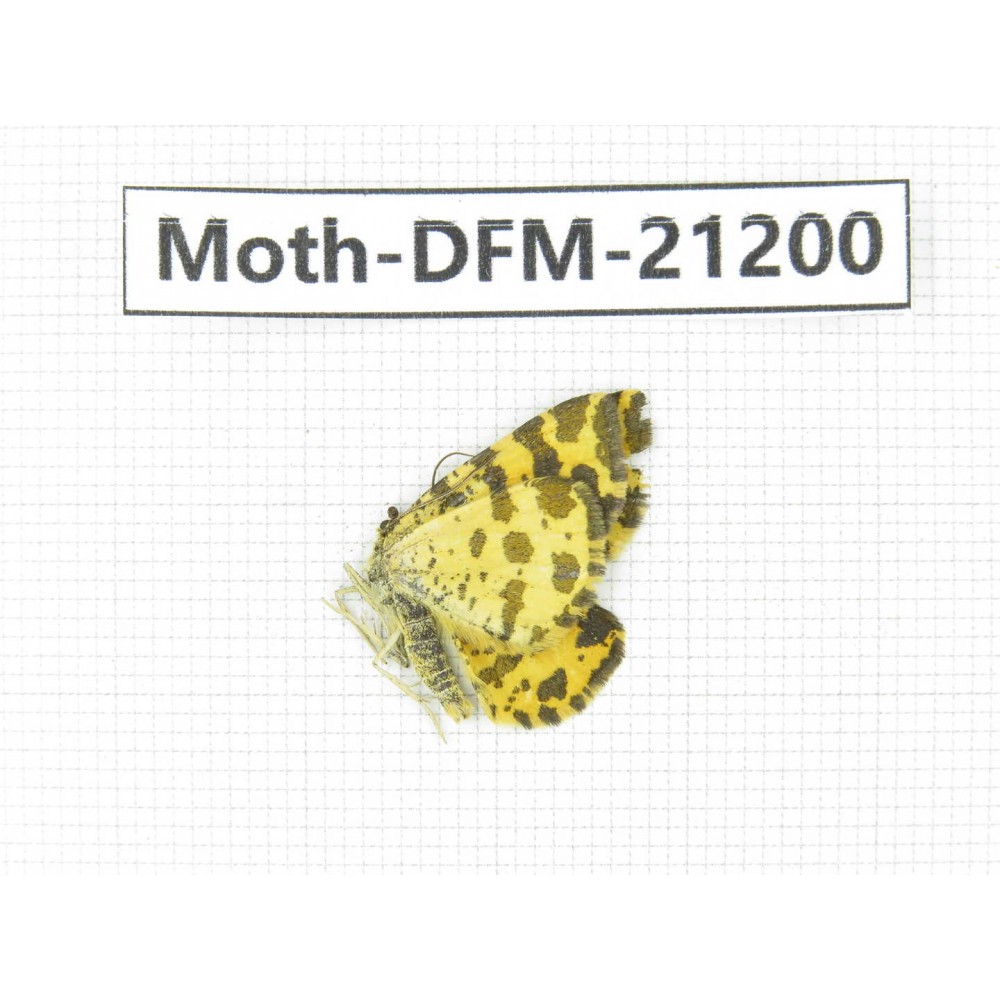 Day flying moths sp. China, Xinjiang, Buerjin county, Hemu. 1Pcs. Moth-DFM-21200.