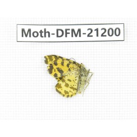 Day flying moths sp. China, Xinjiang, Buerjin county, Hemu. 1Pcs. Moth-DFM-21200.