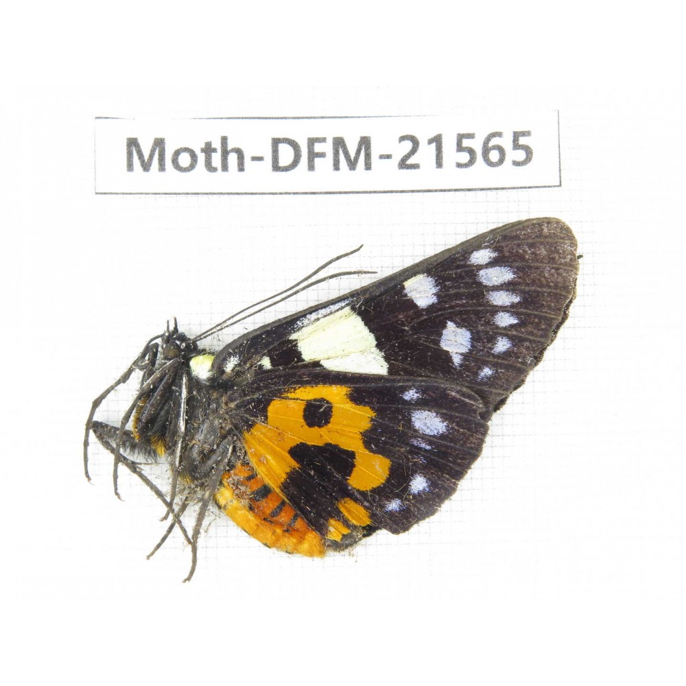 Day flying moths sp. China, Yunnan, Dali, C of Mt.Cangshan. 1Pcs. Moth-DFM-21565.