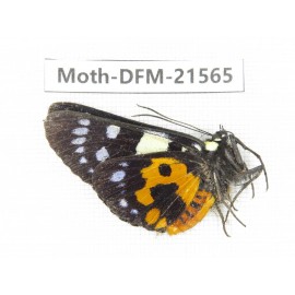 Day flying moths sp. China, Yunnan, Dali, C of Mt.Cangshan. 1Pcs. Moth-DFM-21565.