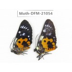 Day flying moths sp. China, Yunnan, Dali, Fengyi town. 2M. Moth-DFM-21054.