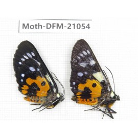 Day flying moths sp. China, Yunnan, Dali, Fengyi town. 2M. Moth-DFM-21054.