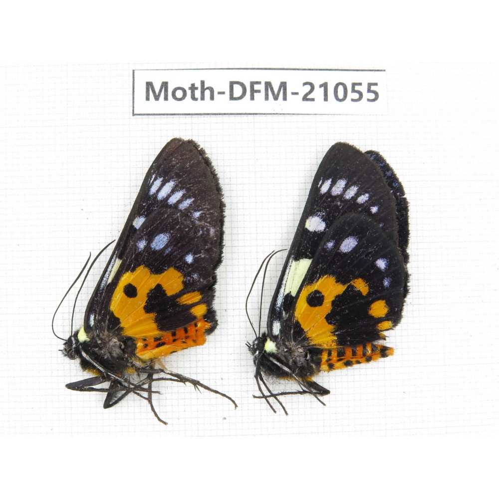 Day flying moths sp. China, Yunnan, Dali, Fengyi town. 2M. Moth-DFM-21055.