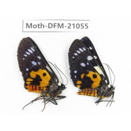 Day flying moths sp. China, Yunnan, Dali, Fengyi town. 2M. Moth-DFM-21055.