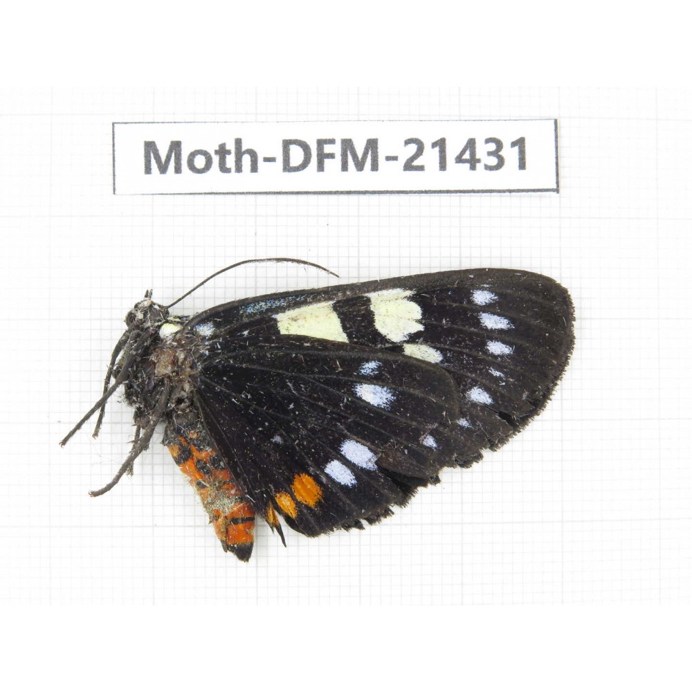 Day flying moths sp. China, Yunnan, Dehong, Longchuan county. 1Pcs. Moth-DFM-21431.