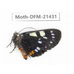 Day flying moths sp. China, Yunnan, Dehong, Longchuan county. 1Pcs. Moth-DFM-21431.
