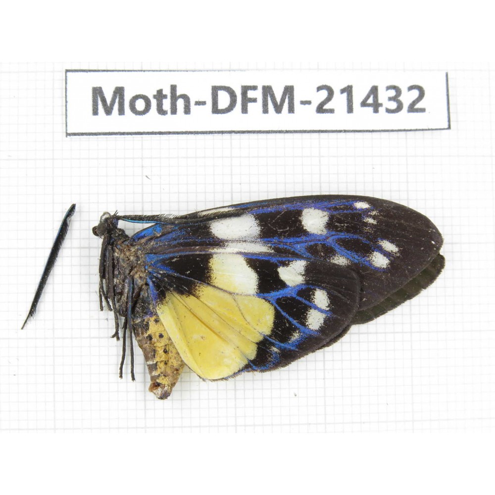 Day flying moths sp. China, Yunnan, Dehong, Longchuan county. 1Pcs. Moth-DFM-21432.