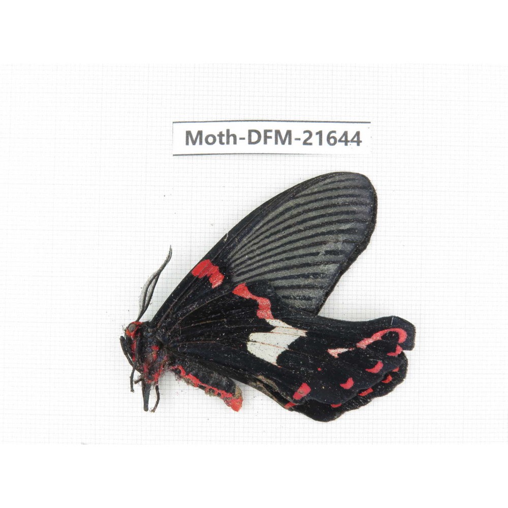 Day flying moths sp. China, Yunnan, Nujiang, Gongshan county, Bingzhongluo. 1Pcs. Moth-DFM-21644.