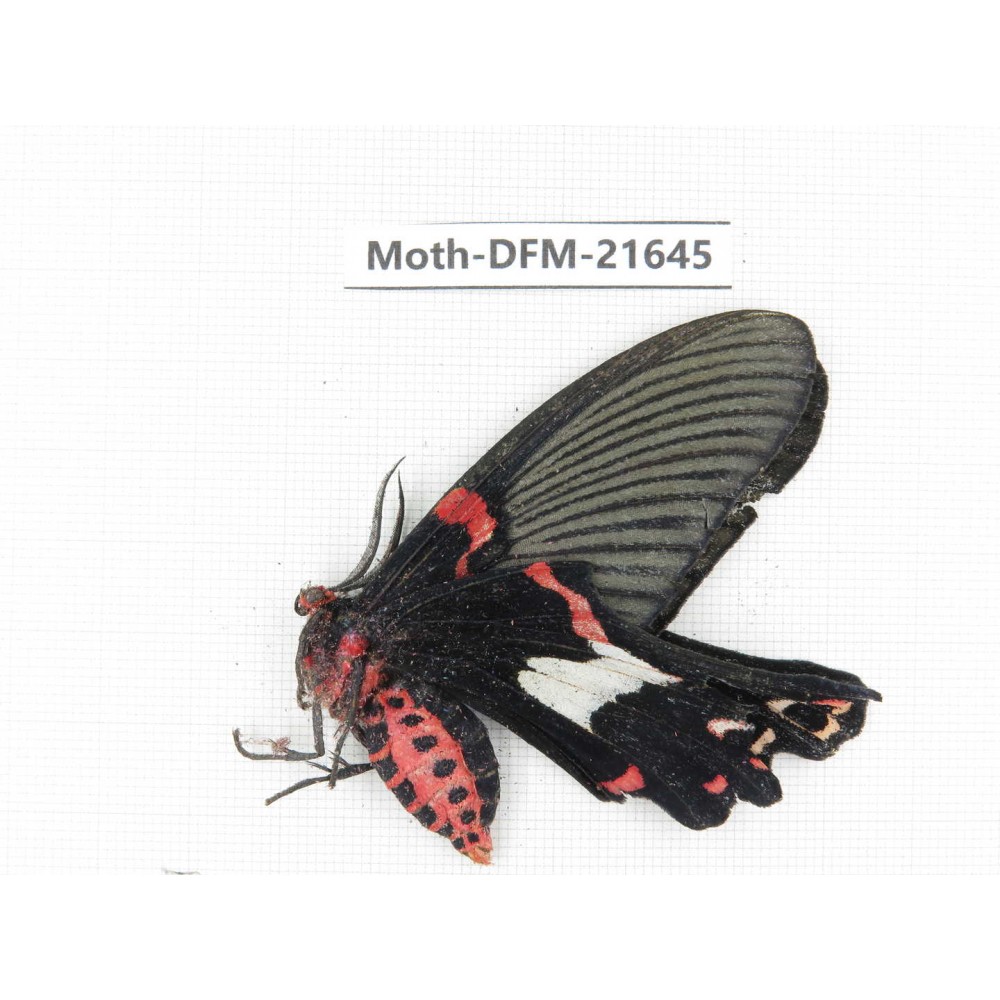 Day flying moths sp. China, Yunnan, Nujiang, Gongshan county, Bingzhongluo. 1Pcs. Moth-DFM-21645.